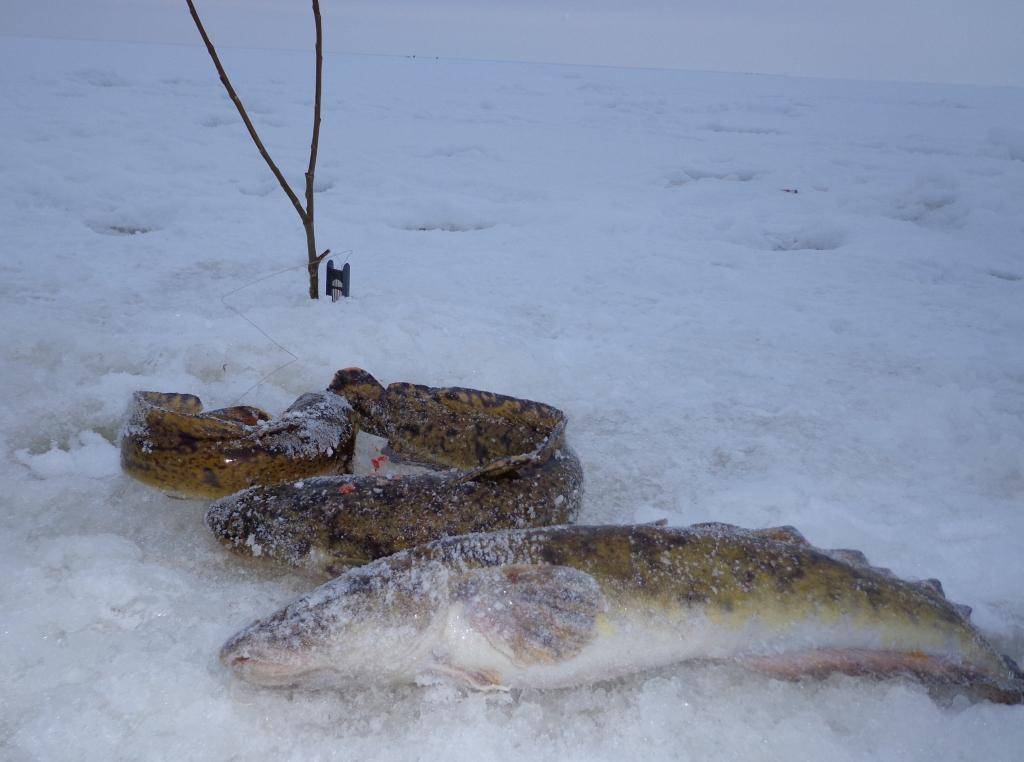 Ловля налима зимой - особенности рыбалки и отзывы рыбаков
