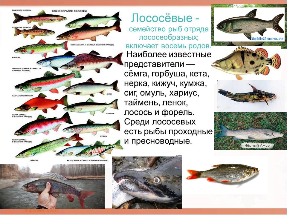 Все рыбы семейства лососевых: характеристика с фото
