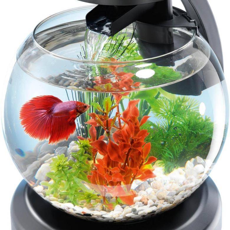 Круглый аквариум: украшение интерьера и смерть для золотой рыбки