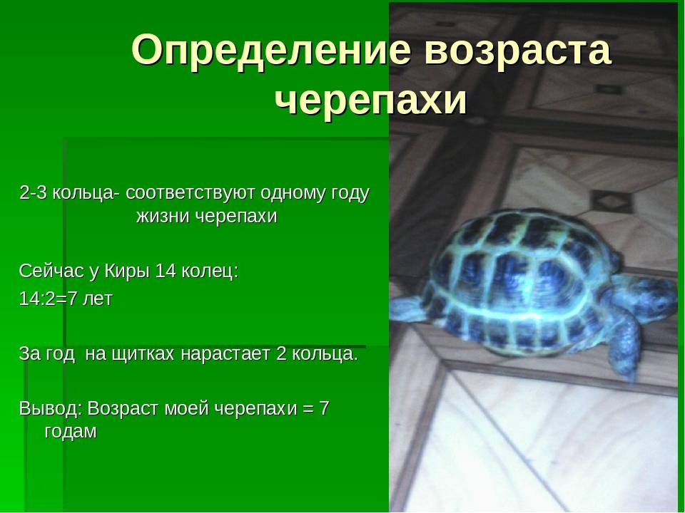 Расскажем, как определить пол красноухой черепахи