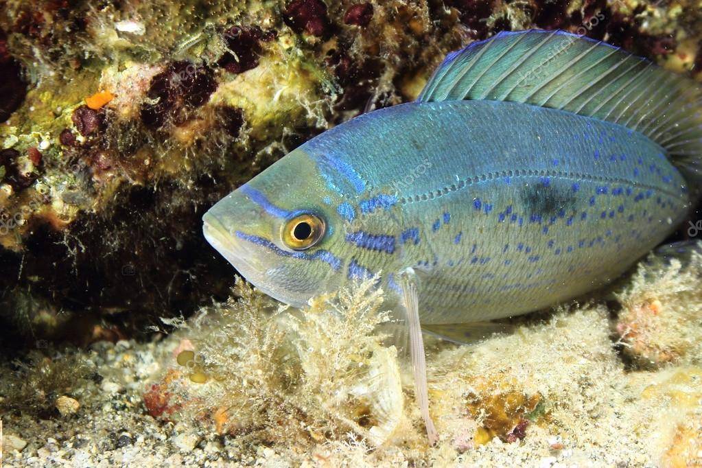 Вкусные и ядовитые рыбы черного моря: подробно о всех обитателях