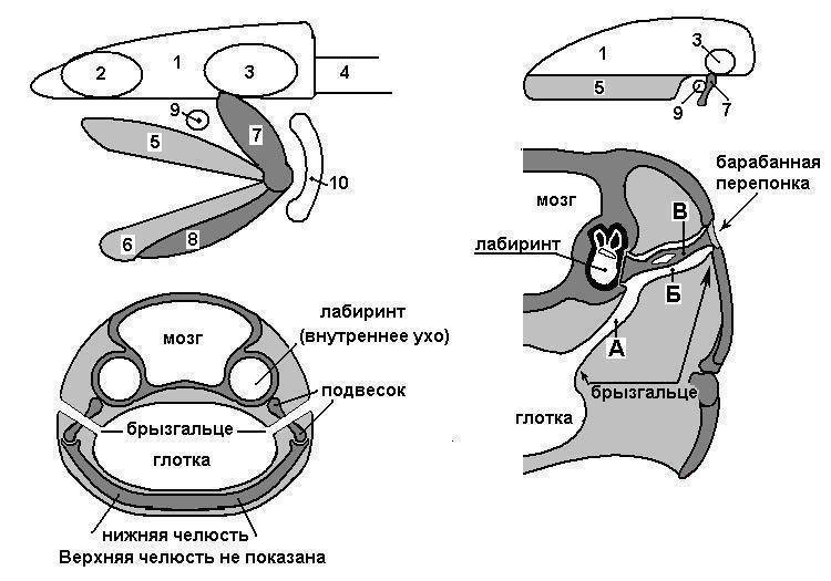 Какой слух у рыб. орган равновесия и слуха у рыб есть уши
