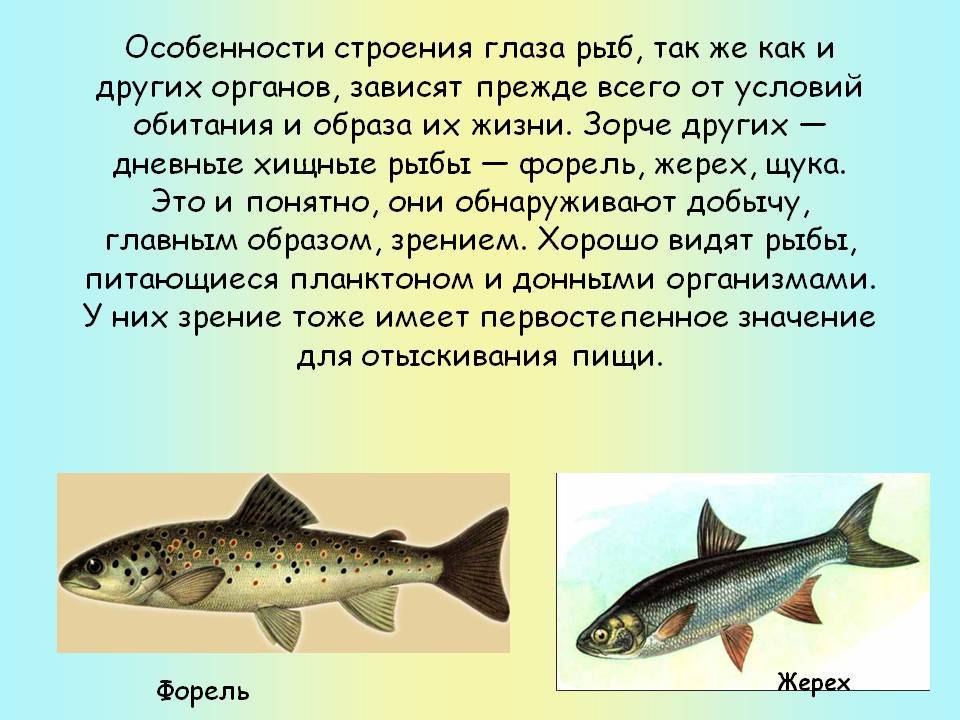 Какое значение имеет ноздри у рыб. Строение глаза рыбы. Особенности жизни рыб. Особенности строения рыб. Особенности глаз у рыб.