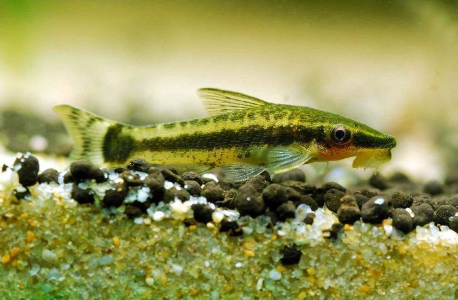 Отоцинклюсы: содержание и разведение аквариумной рыбки