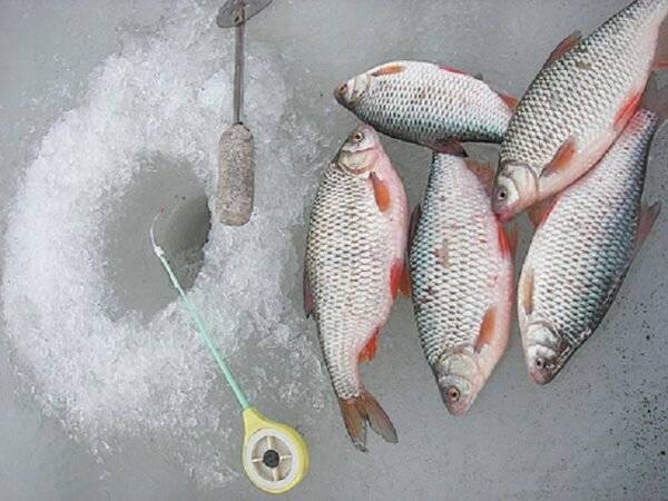Рыбалка по первому льду: выбор снастей и места ловли