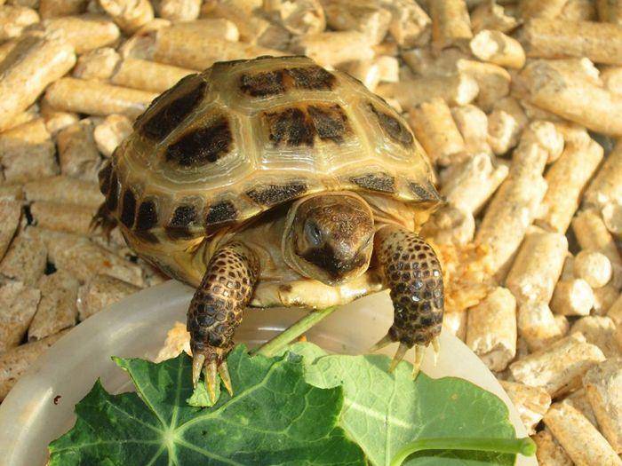 Сухопутная черепаха - основы содержания и ухода за домашней рептилией
