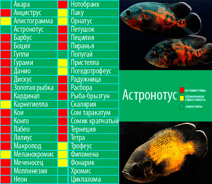 Нерест цихлид в аквариуме: как размножаются, виды и названия, разновидности с фото, карликовые самые красивые, американские