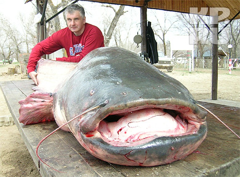 Самый большой сом в мире. Сенгилеевское водохранилище сом людоед. Европейский сом людоед. Сом людоед в Ростове на Дону. Речные монстры сом людоед.