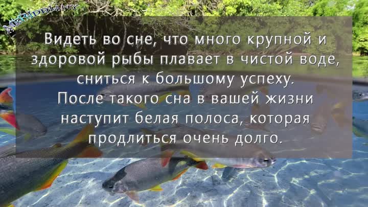 К чему снится мертвая рыба: 9 детальных трактовок сна - сонник мертвая рыба