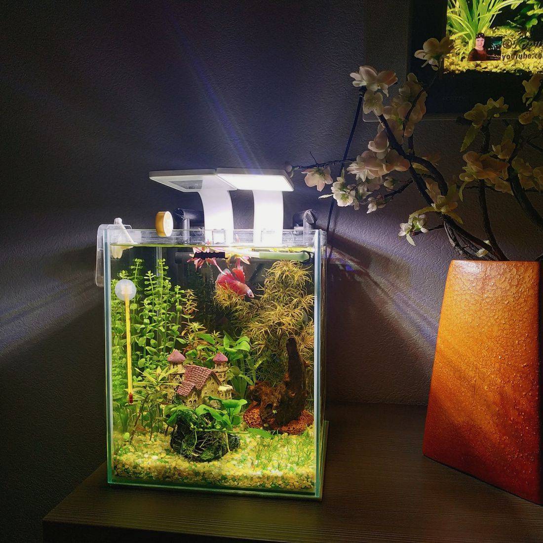 Нано аквариум или все о кубиках: запуск, оформление, выбор рыбок и растений, фото-видео обзор