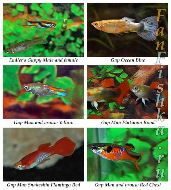 Виды аквариумных рыбок с фото и названиями и описанием