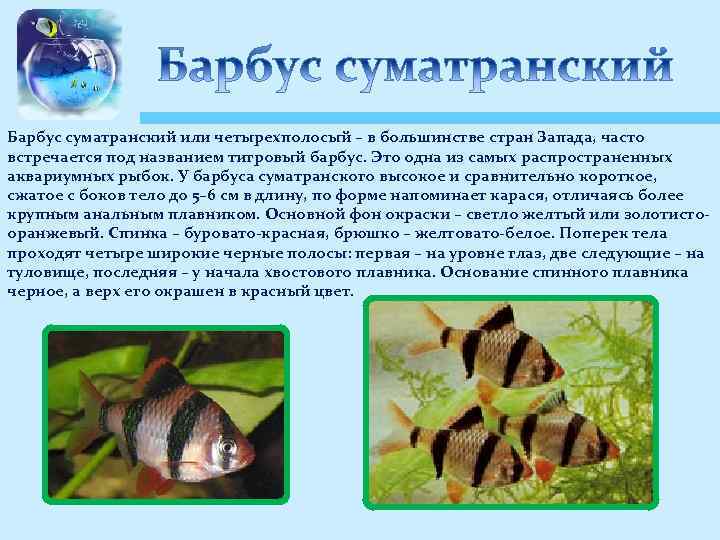 Барбус суматранский: размножение, содержание, совместимость с другими рыбками, разведение, нерест, болезни, уход, сколько живут