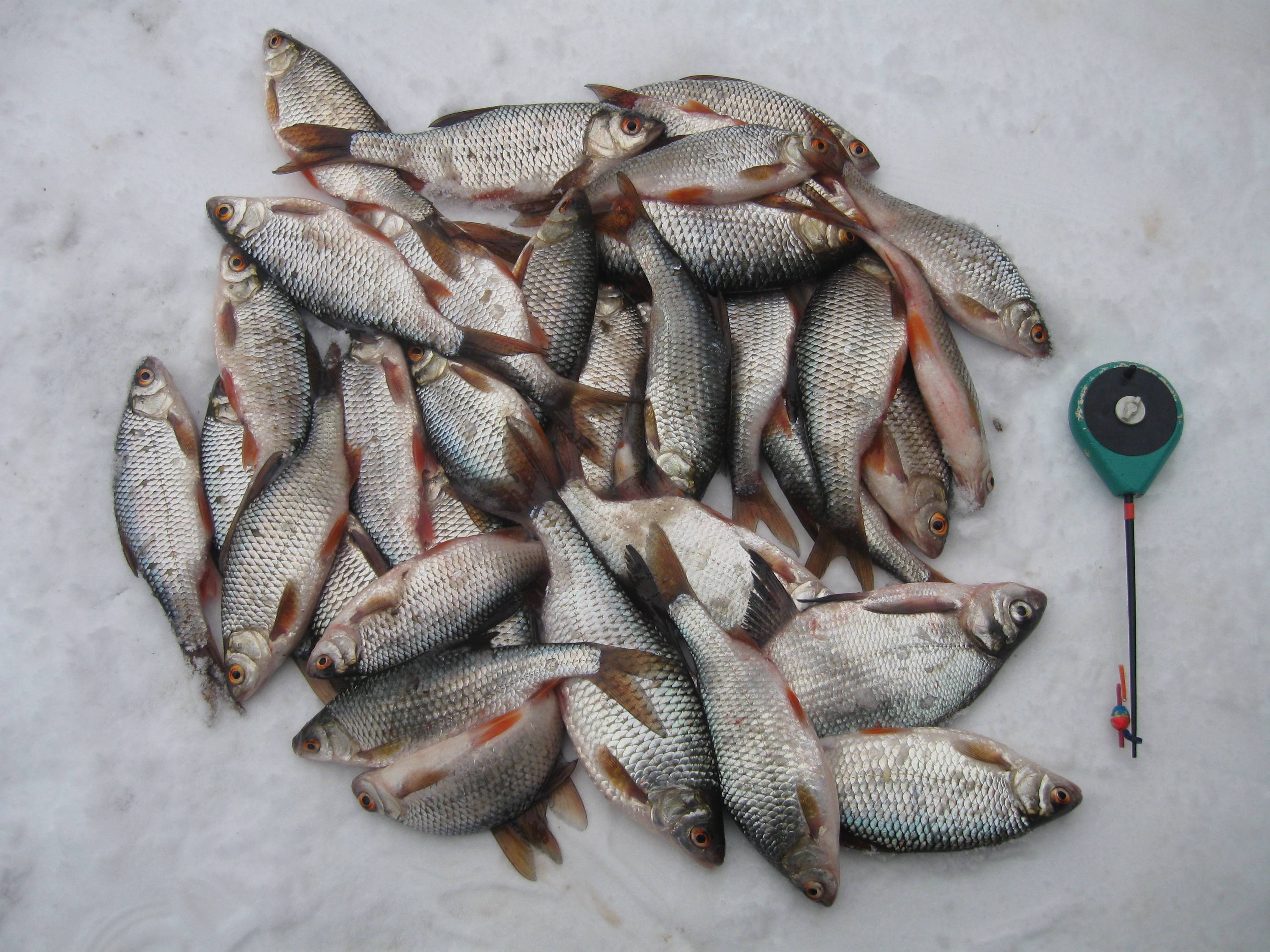Зимняя рыбалка на леща: снасти для ловли, где искать, поведение рыбы в декабре, январе и феврале