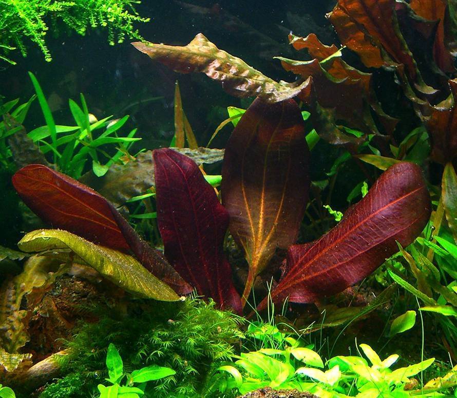 Эхинодорус амазонский (echinodorus amazonicus) – аквариумное растение, содержание, фото и размножение