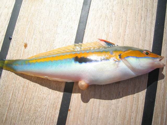 Морской петух (рыба): описание, фото :: syl.ru