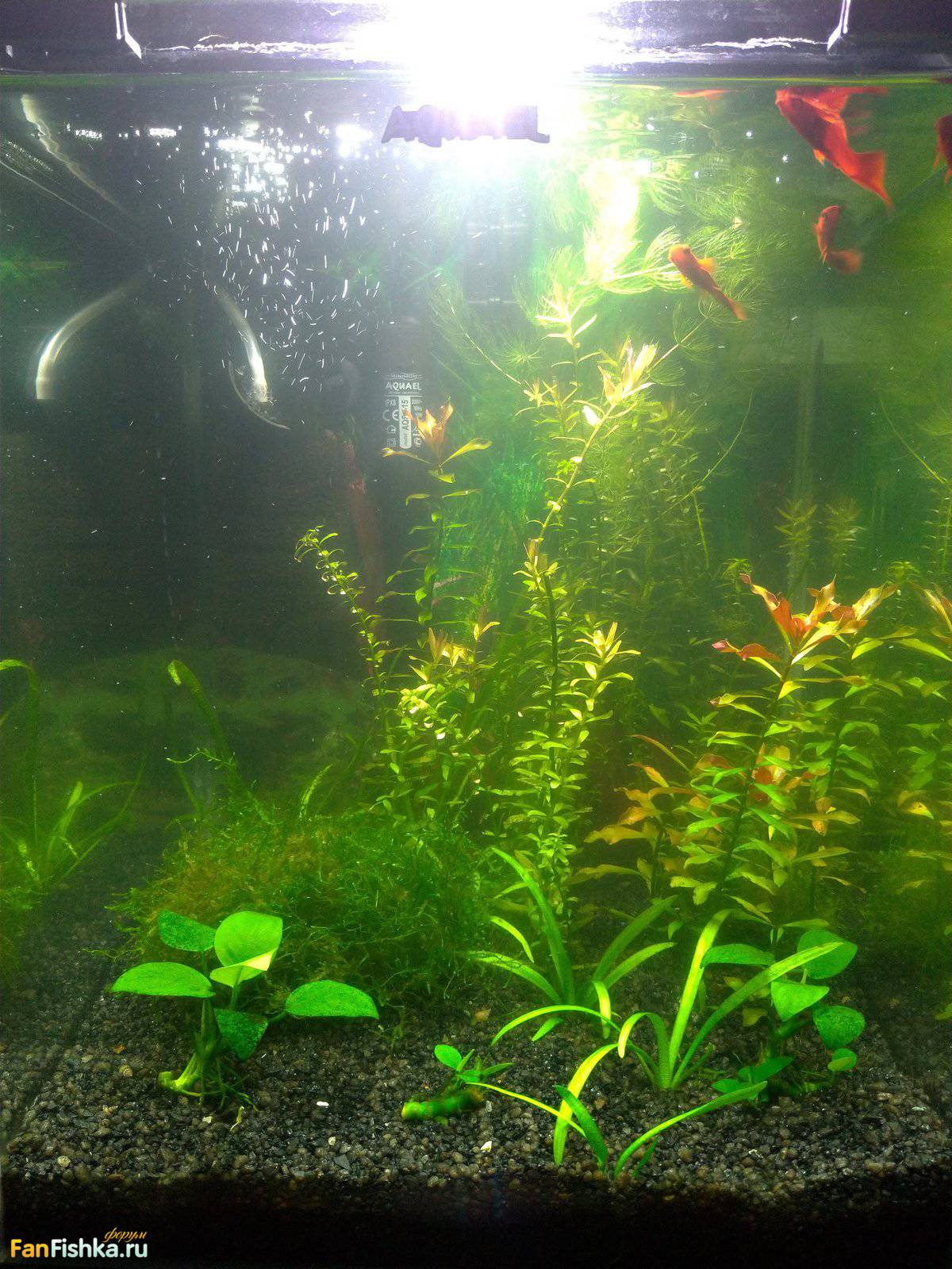 Почему зеленеет вода в аквариуме? обзор причин и способов устранения