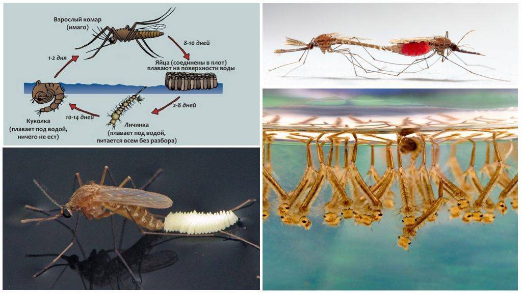 Личинка комара: среда обитания, особенности развития :: syl.ru