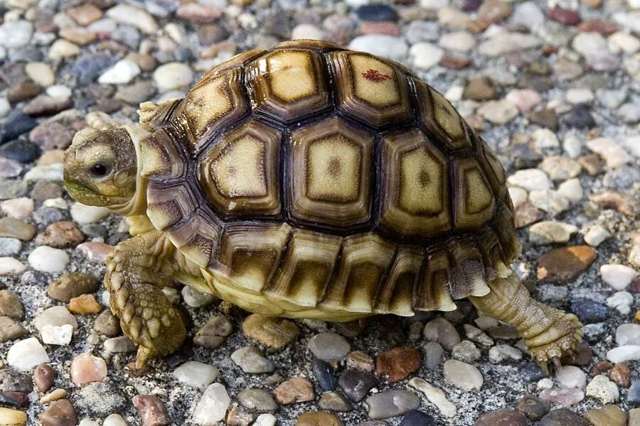 Мускусная черепаха. Образ жизни и среда обитания мускусной черепахи
