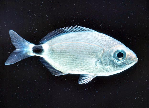 Каменный окунь-зебра фото и описание – каталог рыб, смотреть онлайн