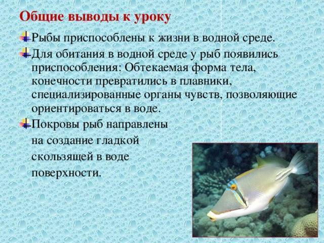Саворин рыба. описание, особенности, образ жизни и среда обитания | животный мир