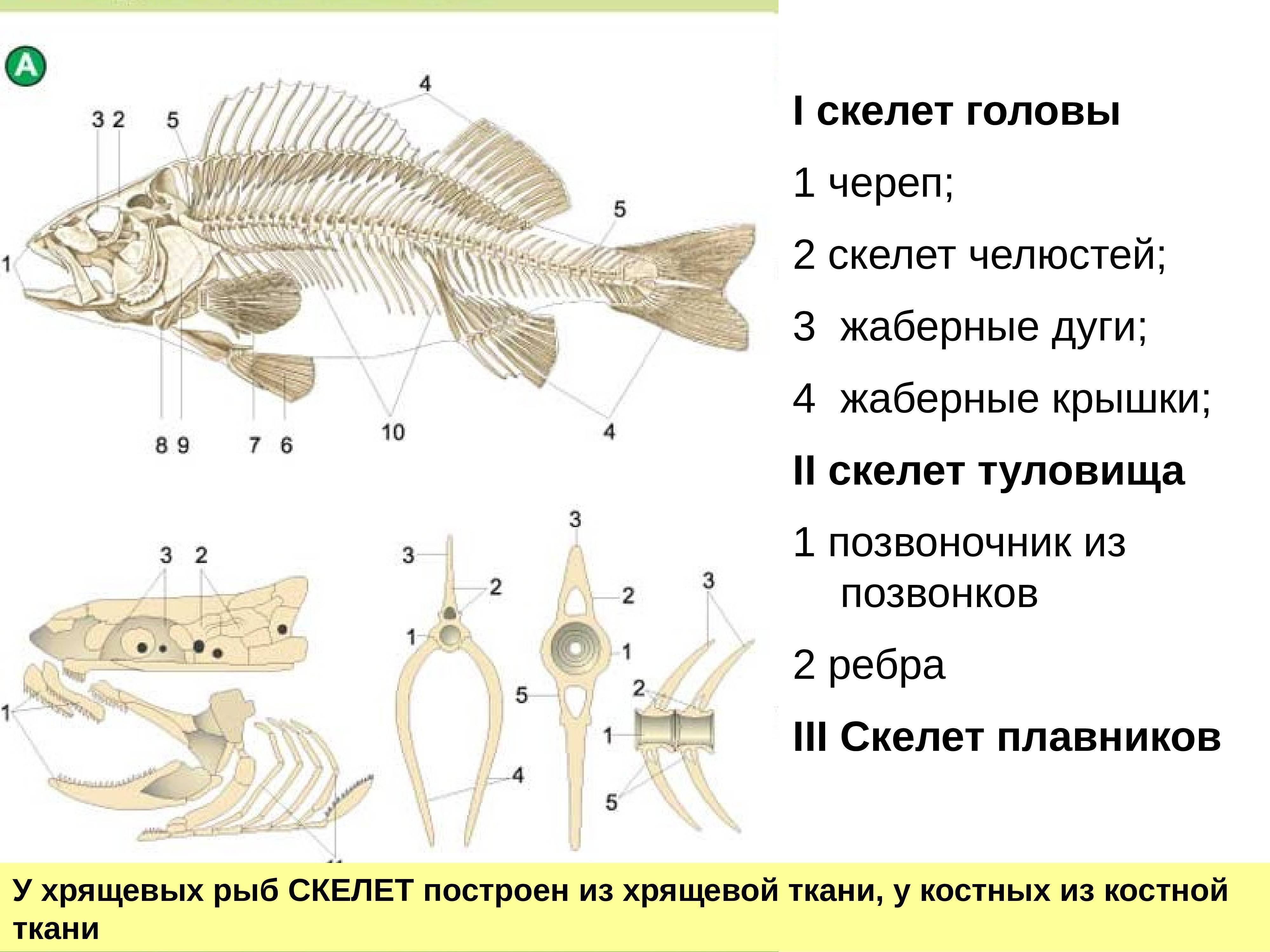 Какой скелет у костных. Скелет туловища рыбы. Внутреннее строение костной рыбы самка окуня. Внутреннее строение костной рыбы. Строение скелета костистой рыбы.