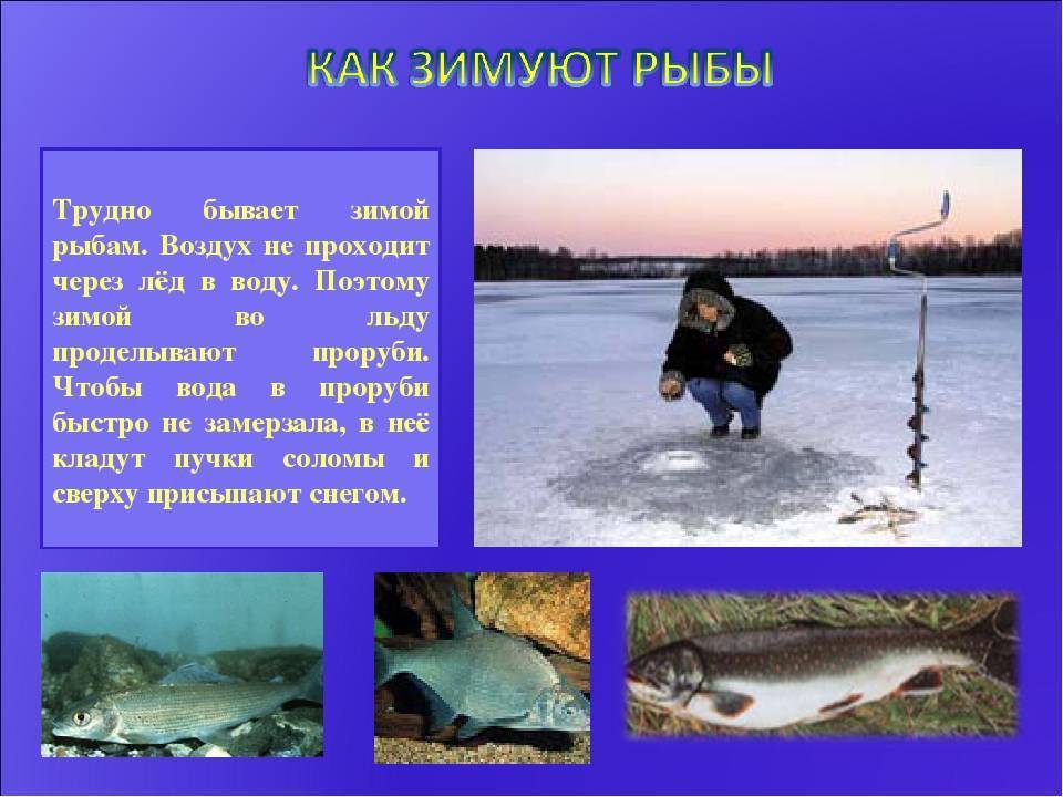 Как зимуют рыбы – основные особенности