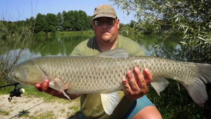 Белый амур: водяная корова или травяной карп