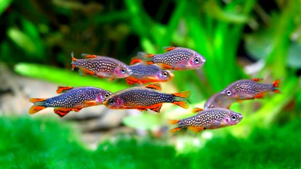 Рыбка микрорасбора «галактика»: содержание в аквариуме, разведение, фото