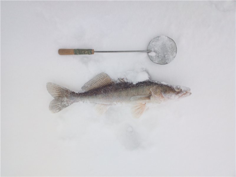 Поставушки на судака зимой — ловись рыбка