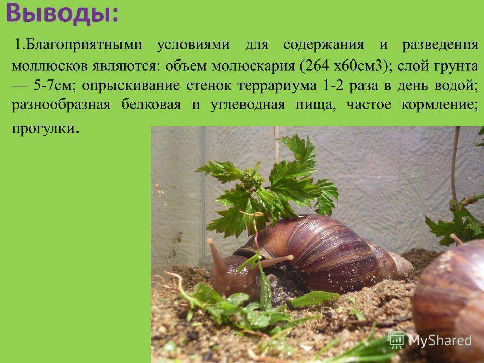 Улитка это животное: размножение, среда обитания, виды и фото