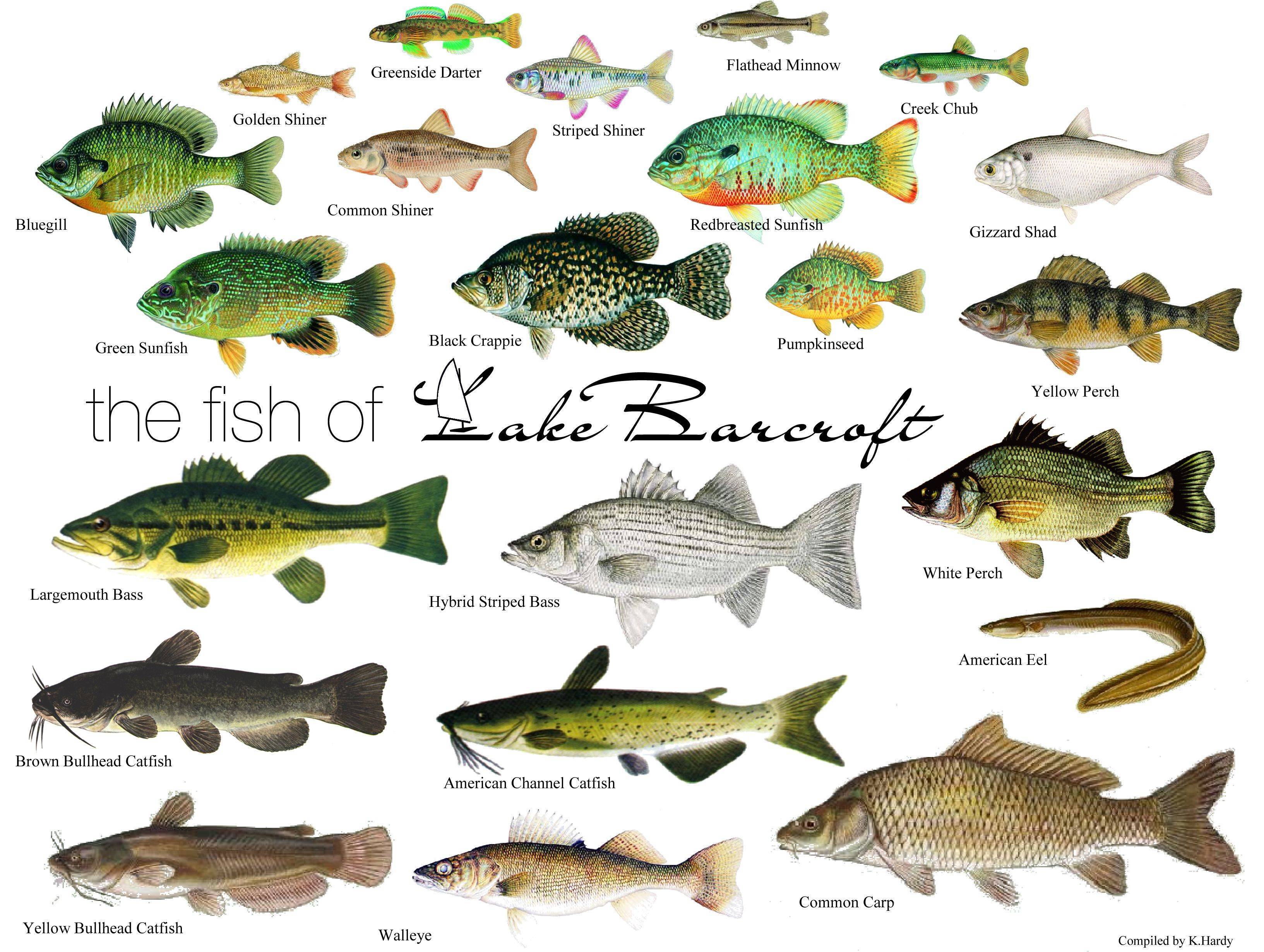 Рыбы: виды, описание, названия, рыбы наших водоемов и их ловля - fishingwiki
