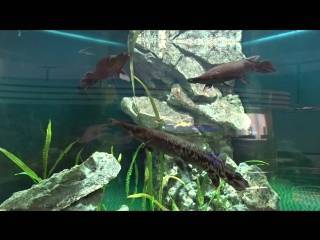 Панцирная щука – миссисипский панцирник – в аквариуме через 100 миллионов лет