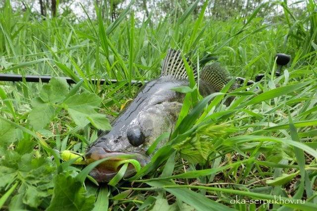 Все о рыбалке в серпуховском районе