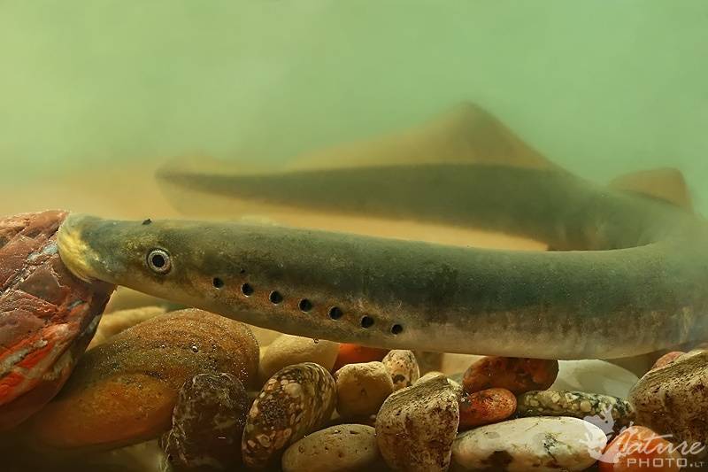 Рыба украинская минога: фото с описанием, чем питается, мест обитания, образа жизни, способах ловли, как приготовить и можно ли ее есть