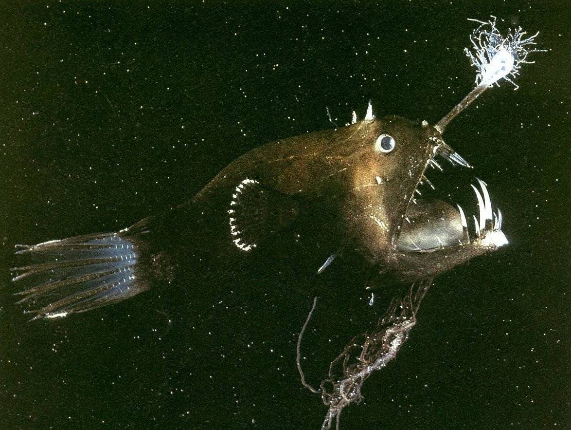 Глубоководная рыба с фонариком: где обитает и как называется