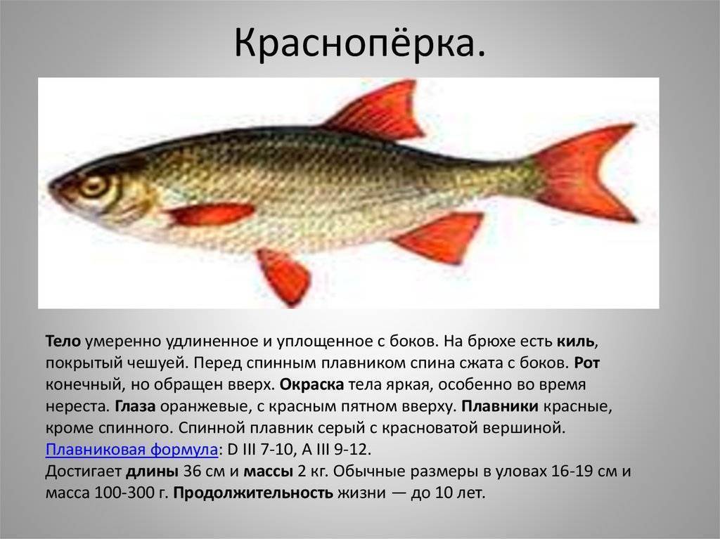 Красноперка (красноглазка) – фото, описание, виды, нерест