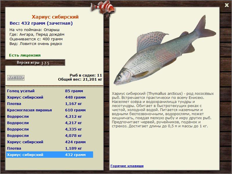 Размеры рыб на озере. Хариус рыба Размеры и вес. Разрешённый размер рыбы хариуса. Хариус 700 грамм. Хариус Размеры и вес.
