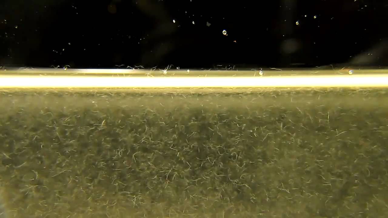 Нематоды или маленькие белые червячки в аквариуме: откуда появляются паразиты, как избавиться и опасны ли они для человека