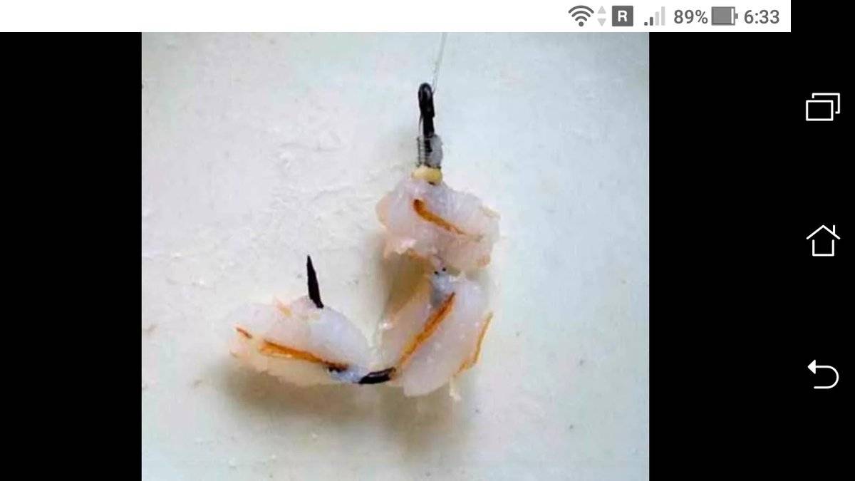 Ракушка (перловица) для рыбалки: как открыть, насаживать и сохранить насадку