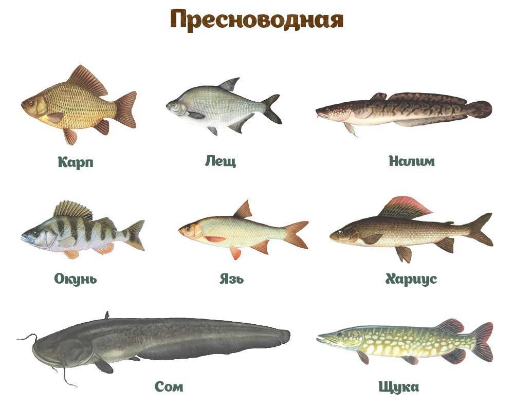 Рыболовные снасти – полное руководство для начинающих