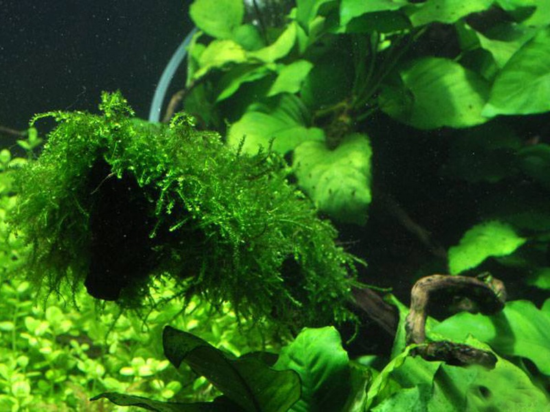 Яванский мох в аквариуме и возможные проблемы при содержании