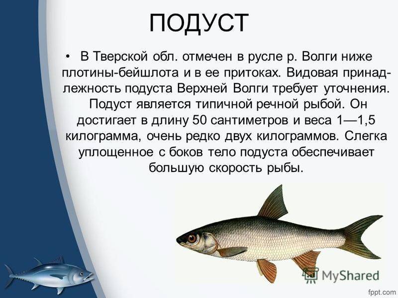 Рыба шемая: фото и описание, где водится, вкусовые качества
