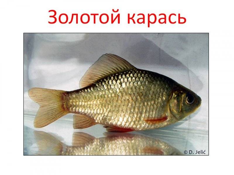 Карась золотой. ловля карася. где ловить и способы ловли золотого карася. наживка и прикормка.