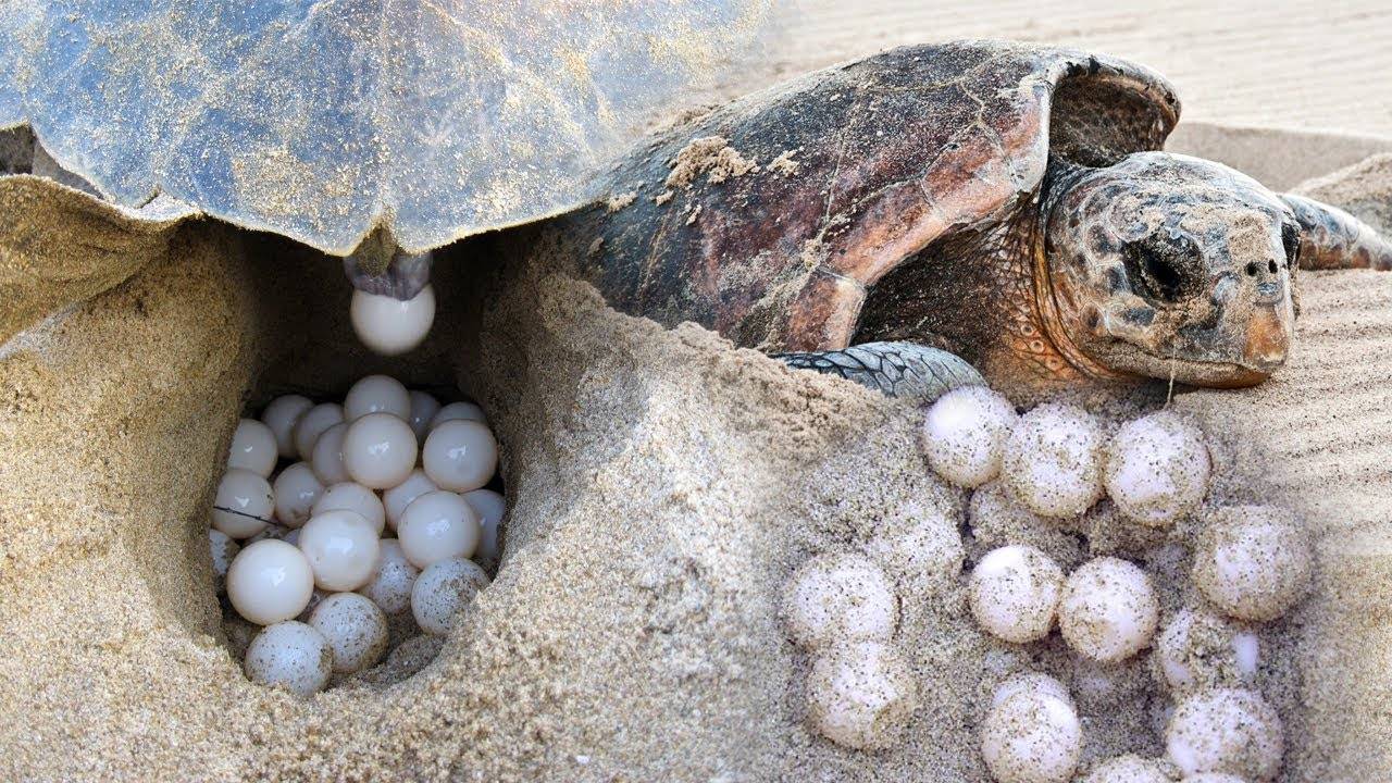 Размножение морских и сухопутных черепах | блог ветклиники "беланта"