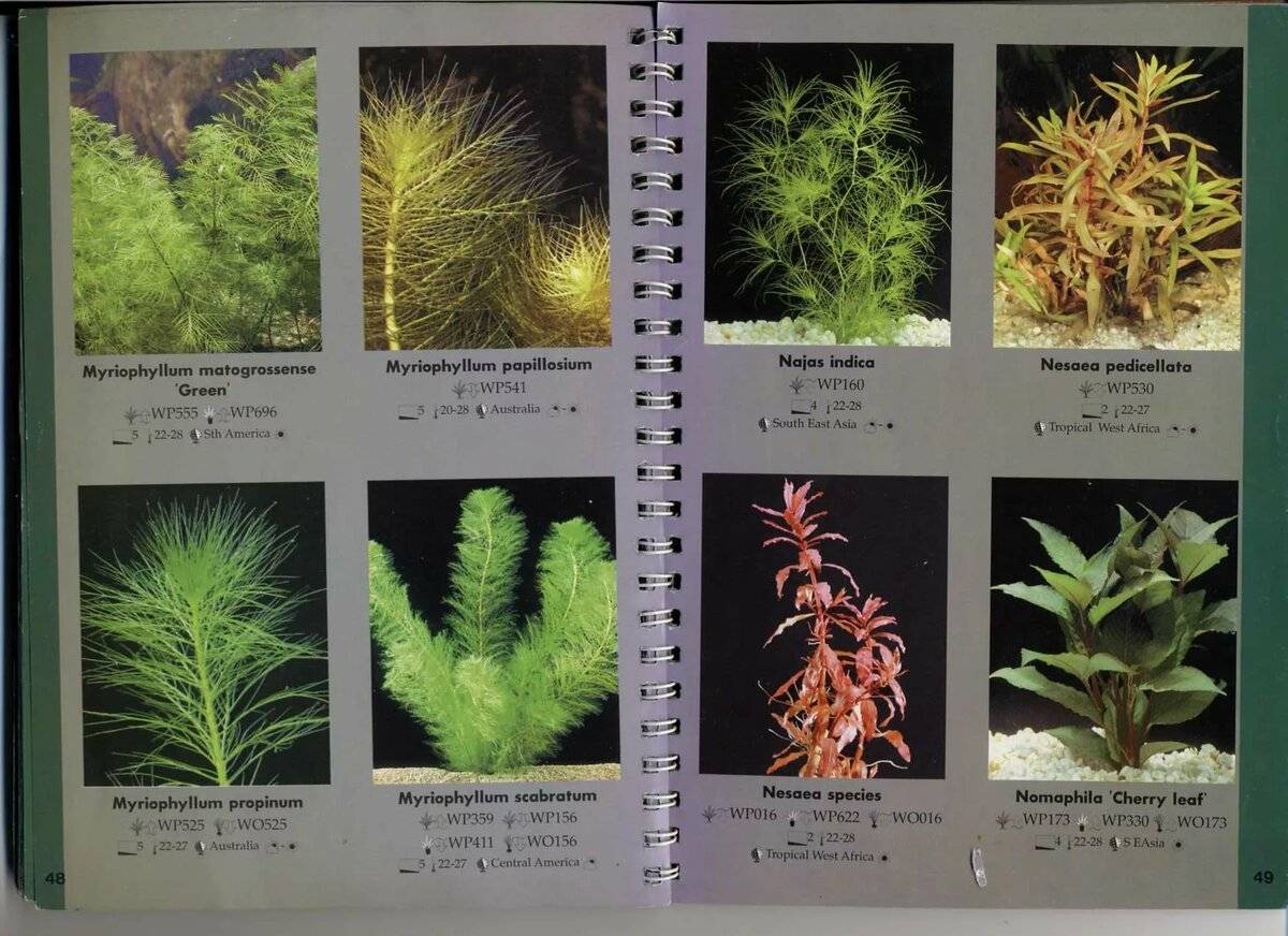Аквариумные растения - названия,виды,фото,описание
