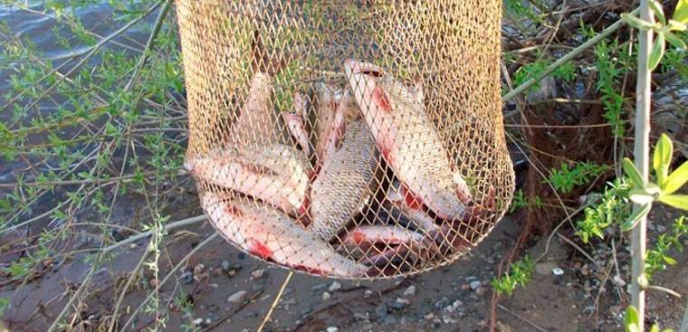 Сибирская плотва (чебак): описание рыбы, выбор снастей и наживки, особенности ловли