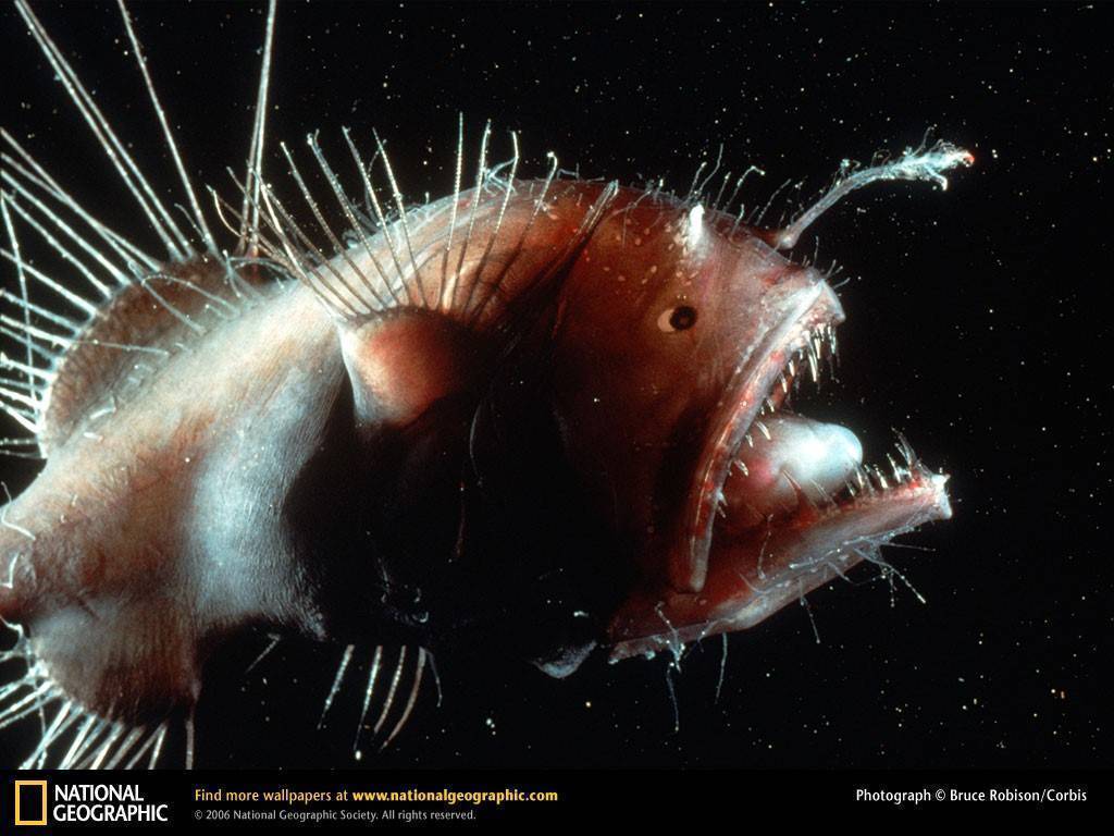Подробности о рыбе «морской чёрт»: от среды обитания глубоководного удильщика до места в кулинарии
