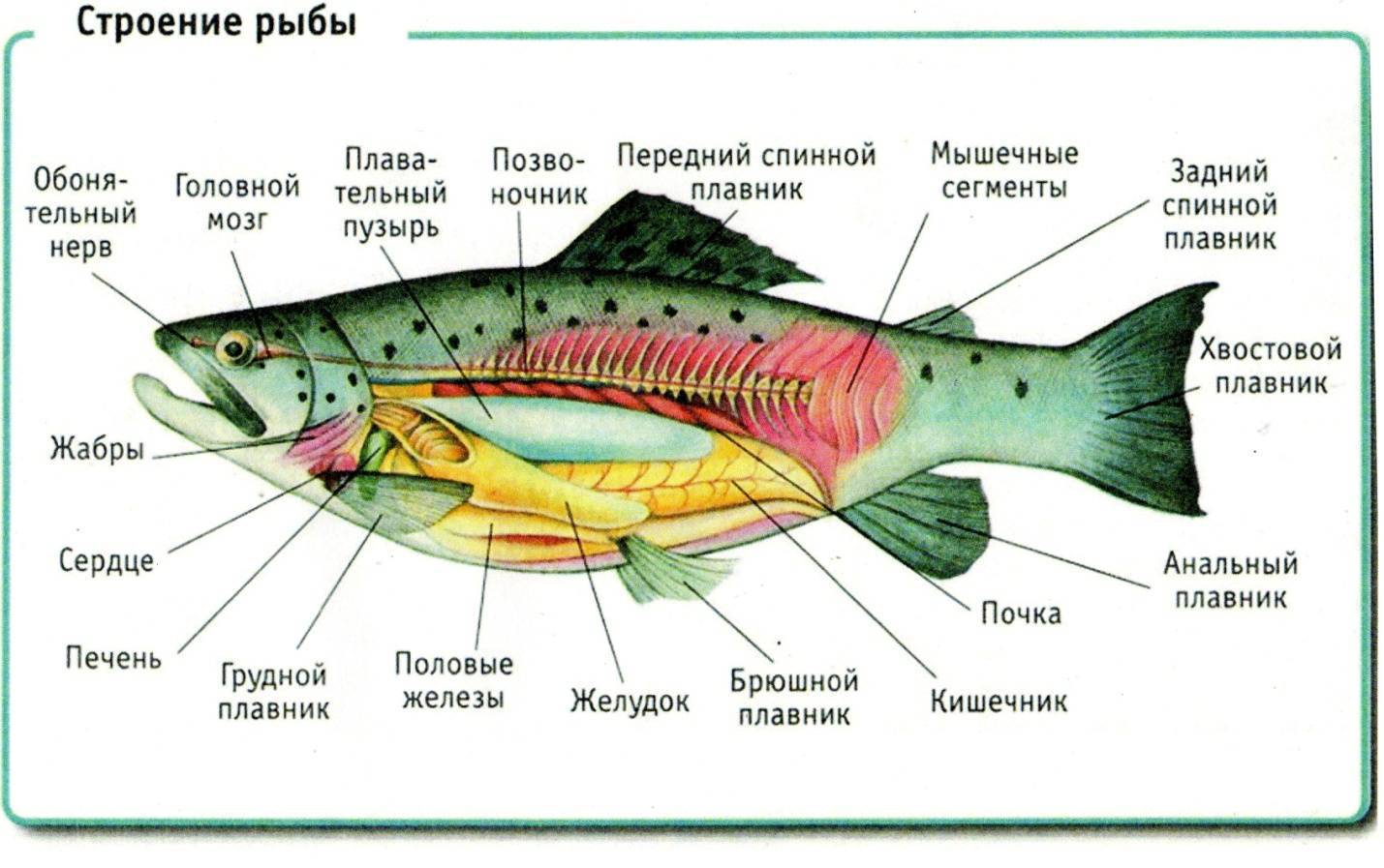 Разделка карпа схема