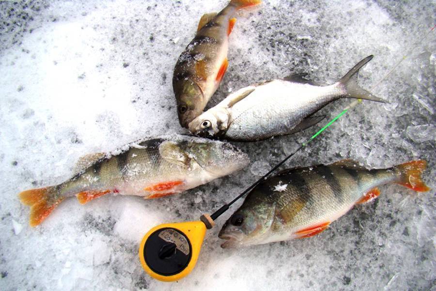 Ловля окуня на спиннинг осенью: приманки и поиск рыбы