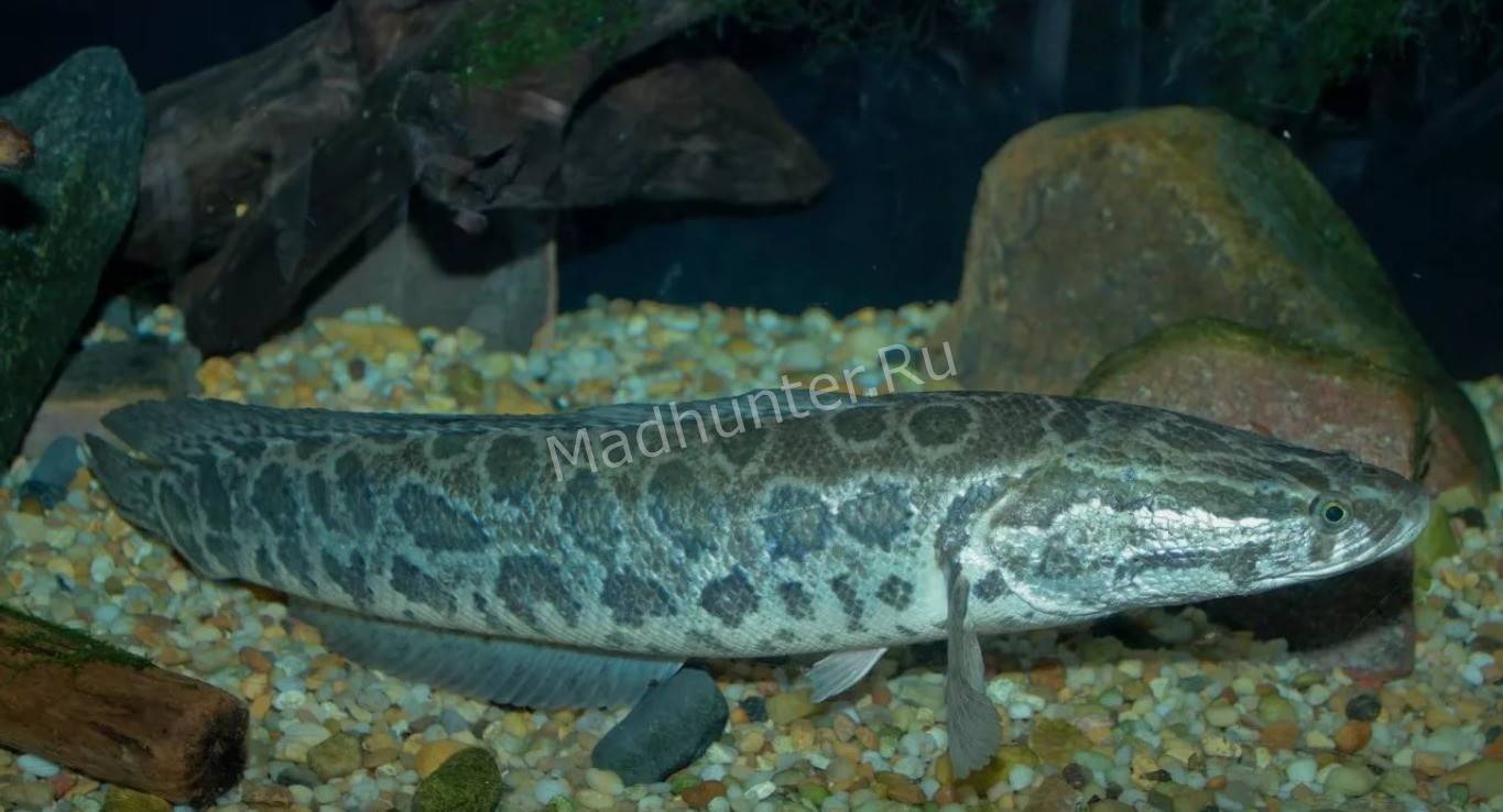 Рыба змееголов: описание хищника, поведение, способ ловли